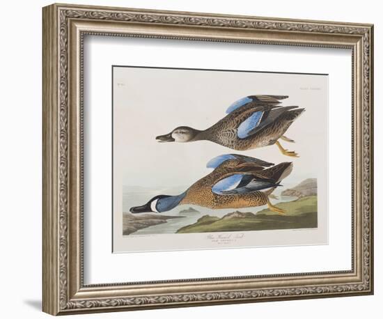 Illustration from 'Birds of America', 1827-38-John James Audubon-Framed Giclee Print