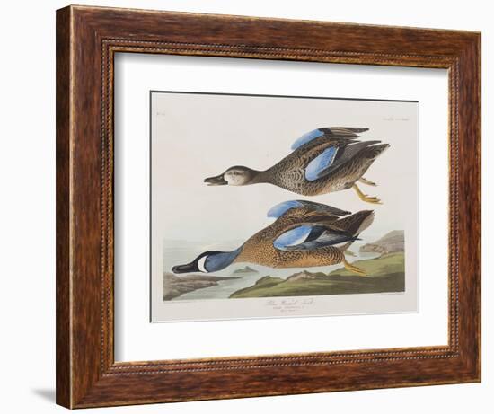 Illustration from 'Birds of America', 1827-38-John James Audubon-Framed Giclee Print