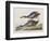 Illustration from 'Birds of America', 1827-38-John James Audubon-Framed Giclee Print