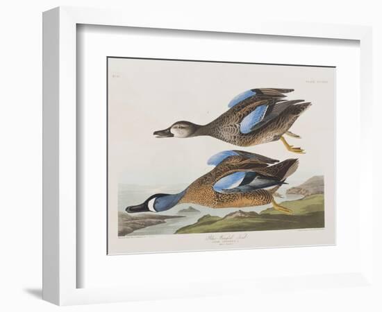 Illustration from 'Birds of America', 1827-38-John James Audubon-Framed Giclee Print