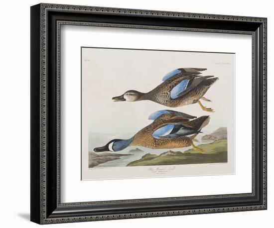 Illustration from 'Birds of America', 1827-38-John James Audubon-Framed Giclee Print