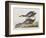 Illustration from 'Birds of America', 1827-38-John James Audubon-Framed Giclee Print