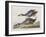 Illustration from 'Birds of America', 1827-38-John James Audubon-Framed Giclee Print