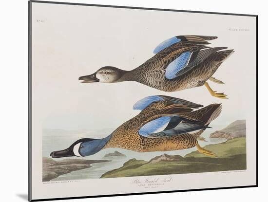 Illustration from 'Birds of America', 1827-38-John James Audubon-Mounted Giclee Print