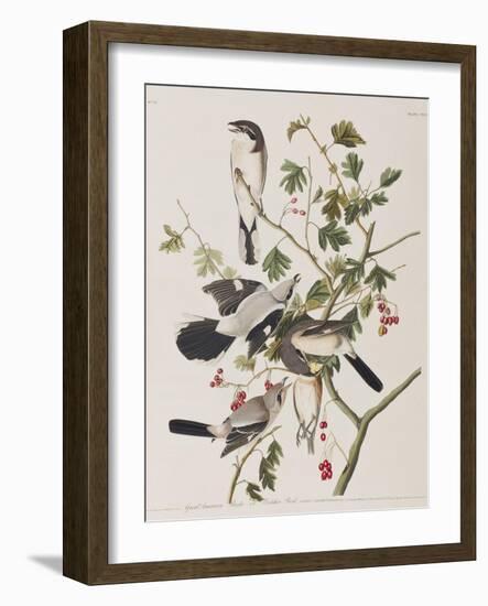 Illustration from 'Birds of America', 1827-38-John James Audubon-Framed Giclee Print