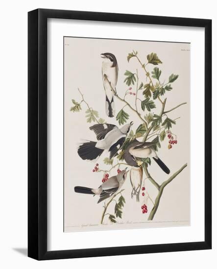 Illustration from 'Birds of America', 1827-38-John James Audubon-Framed Giclee Print