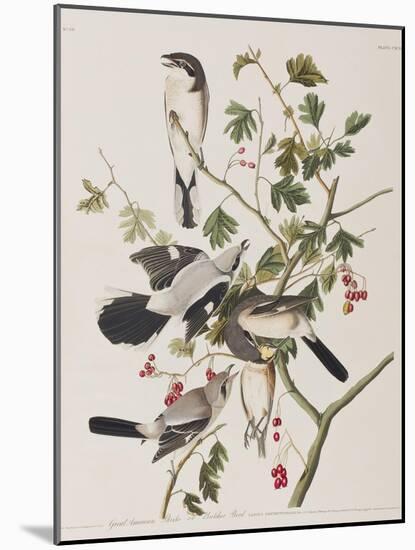 Illustration from 'Birds of America', 1827-38-John James Audubon-Mounted Giclee Print