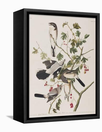 Illustration from 'Birds of America', 1827-38-John James Audubon-Framed Premier Image Canvas