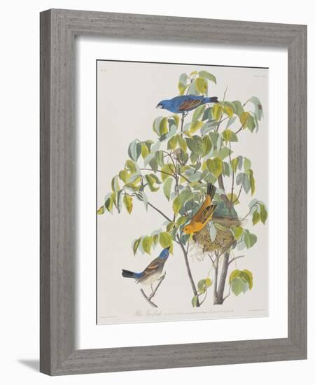 Illustration from 'Birds of America', 1827-38-John James Audubon-Framed Giclee Print