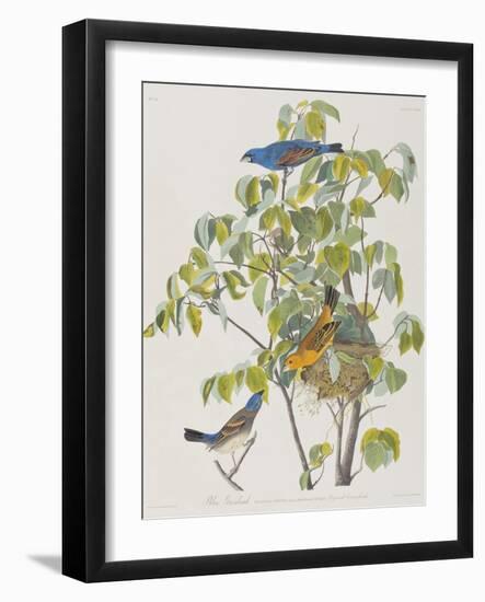 Illustration from 'Birds of America', 1827-38-John James Audubon-Framed Giclee Print