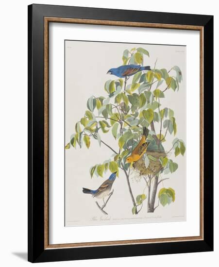 Illustration from 'Birds of America', 1827-38-John James Audubon-Framed Giclee Print