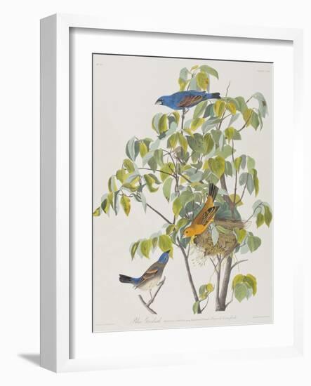 Illustration from 'Birds of America', 1827-38-John James Audubon-Framed Giclee Print