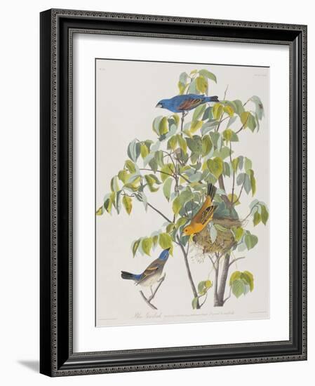 Illustration from 'Birds of America', 1827-38-John James Audubon-Framed Giclee Print