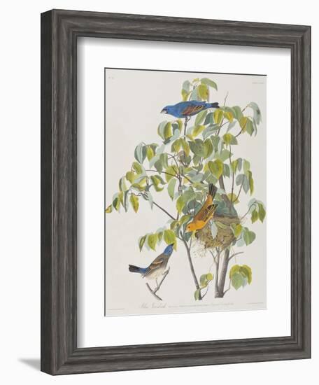 Illustration from 'Birds of America', 1827-38-John James Audubon-Framed Giclee Print