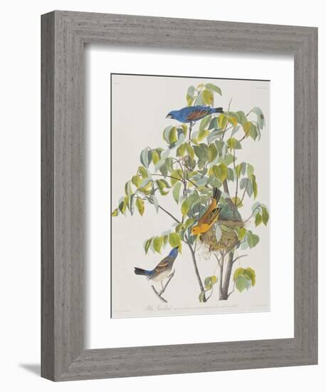 Illustration from 'Birds of America', 1827-38-John James Audubon-Framed Giclee Print