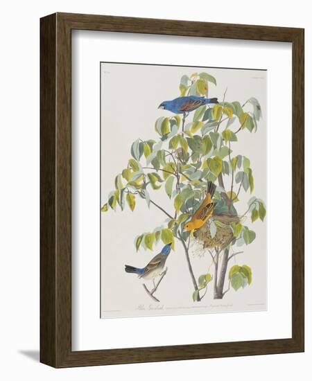 Illustration from 'Birds of America', 1827-38-John James Audubon-Framed Giclee Print