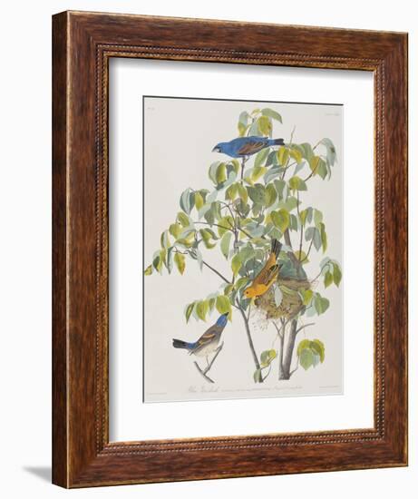 Illustration from 'Birds of America', 1827-38-John James Audubon-Framed Giclee Print