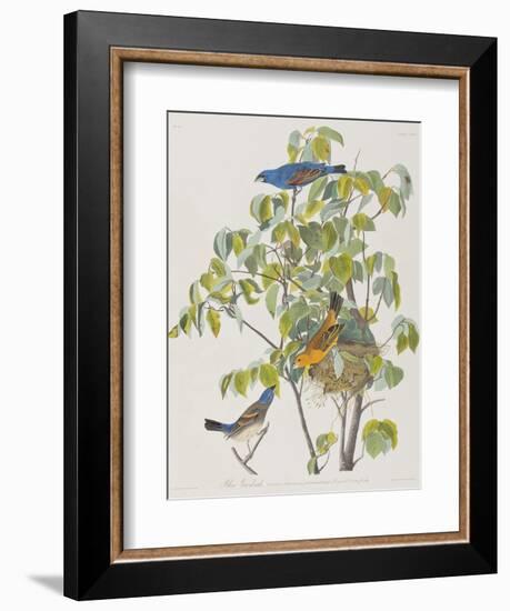 Illustration from 'Birds of America', 1827-38-John James Audubon-Framed Giclee Print