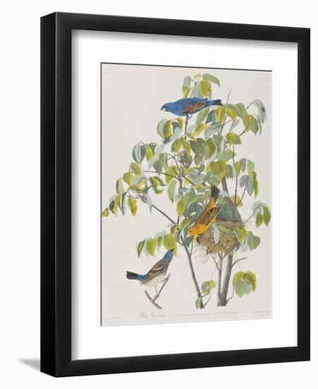 Illustration from 'Birds of America', 1827-38-John James Audubon-Framed Giclee Print