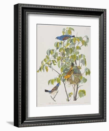 Illustration from 'Birds of America', 1827-38-John James Audubon-Framed Giclee Print