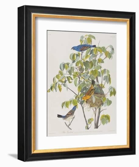 Illustration from 'Birds of America', 1827-38-John James Audubon-Framed Giclee Print