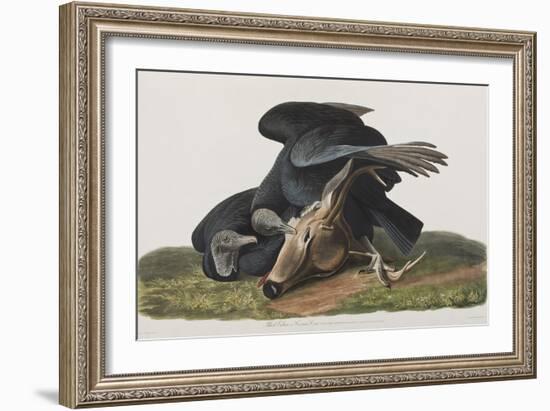 Illustration from 'Birds of America', 1827-38-John James Audubon-Framed Giclee Print