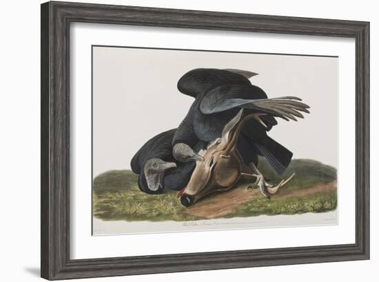 Illustration from 'Birds of America', 1827-38-John James Audubon-Framed Giclee Print