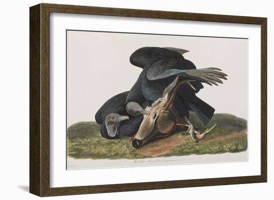 Illustration from 'Birds of America', 1827-38-John James Audubon-Framed Giclee Print