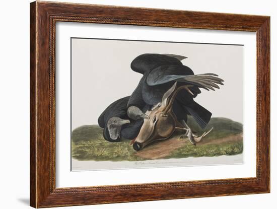 Illustration from 'Birds of America', 1827-38-John James Audubon-Framed Giclee Print