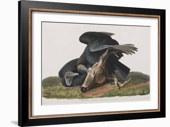 Illustration from 'Birds of America', 1827-38-John James Audubon-Framed Giclee Print