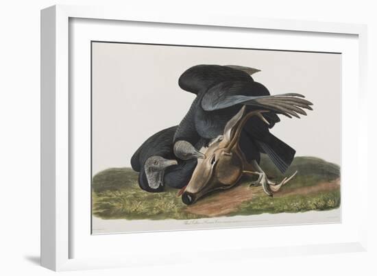 Illustration from 'Birds of America', 1827-38-John James Audubon-Framed Giclee Print