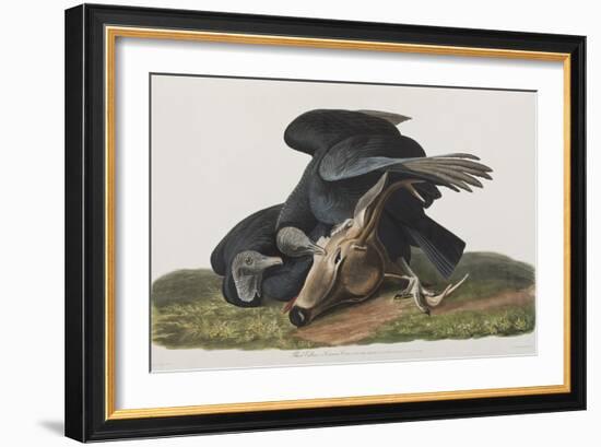 Illustration from 'Birds of America', 1827-38-John James Audubon-Framed Giclee Print