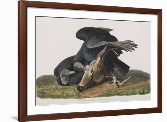 Illustration from 'Birds of America', 1827-38-John James Audubon-Framed Giclee Print