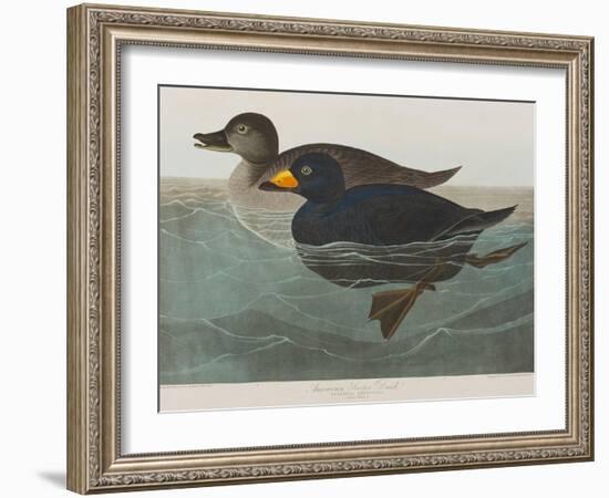 Illustration from 'Birds of America', 1827-38-John James Audubon-Framed Giclee Print