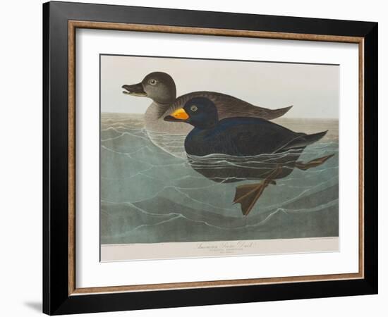 Illustration from 'Birds of America', 1827-38-John James Audubon-Framed Giclee Print