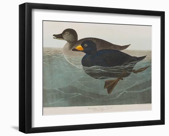 Illustration from 'Birds of America', 1827-38-John James Audubon-Framed Giclee Print