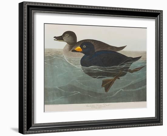 Illustration from 'Birds of America', 1827-38-John James Audubon-Framed Giclee Print