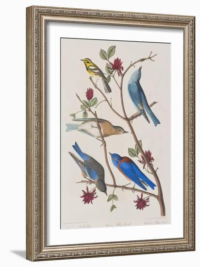 Illustration from 'Birds of America', 1827-38-John James Audubon-Framed Giclee Print