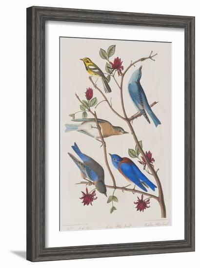 Illustration from 'Birds of America', 1827-38-John James Audubon-Framed Giclee Print