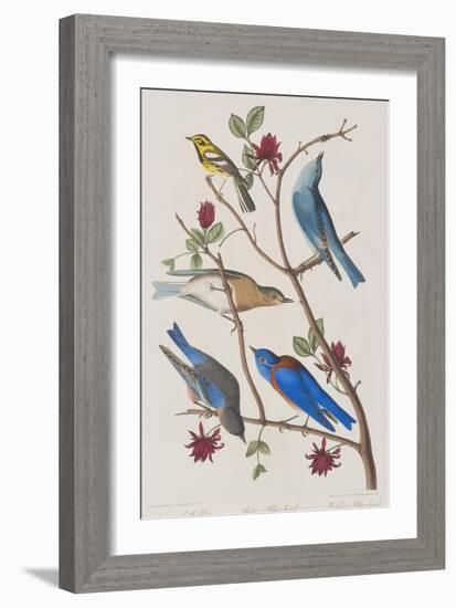 Illustration from 'Birds of America', 1827-38-John James Audubon-Framed Giclee Print