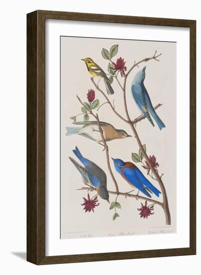 Illustration from 'Birds of America', 1827-38-John James Audubon-Framed Giclee Print