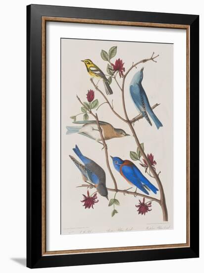 Illustration from 'Birds of America', 1827-38-John James Audubon-Framed Giclee Print