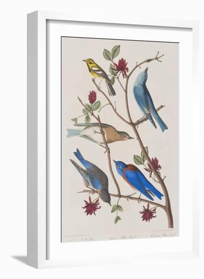 Illustration from 'Birds of America', 1827-38-John James Audubon-Framed Giclee Print