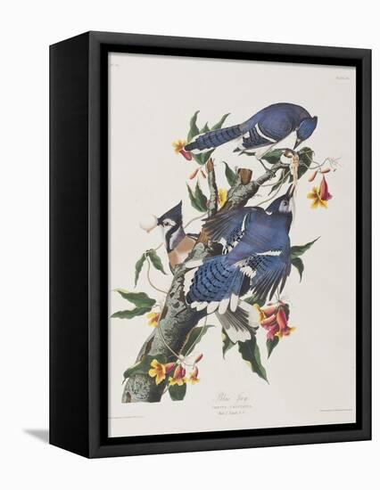 Illustration from 'Birds of America', 1827-38-John James Audubon-Framed Premier Image Canvas