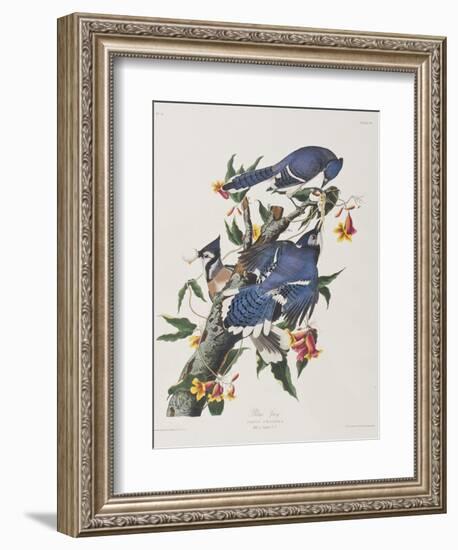 Illustration from 'Birds of America', 1827-38-John James Audubon-Framed Giclee Print