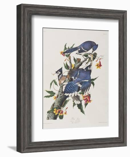 Illustration from 'Birds of America', 1827-38-John James Audubon-Framed Giclee Print