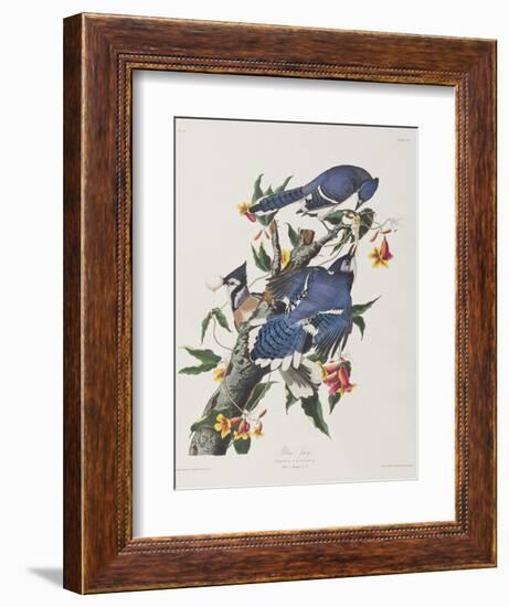 Illustration from 'Birds of America', 1827-38-John James Audubon-Framed Giclee Print