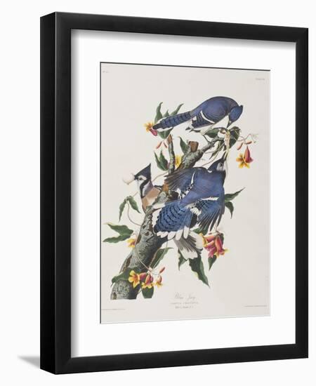 Illustration from 'Birds of America', 1827-38-John James Audubon-Framed Giclee Print