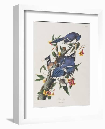 Illustration from 'Birds of America', 1827-38-John James Audubon-Framed Giclee Print