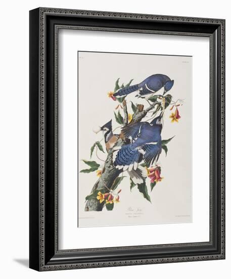 Illustration from 'Birds of America', 1827-38-John James Audubon-Framed Giclee Print